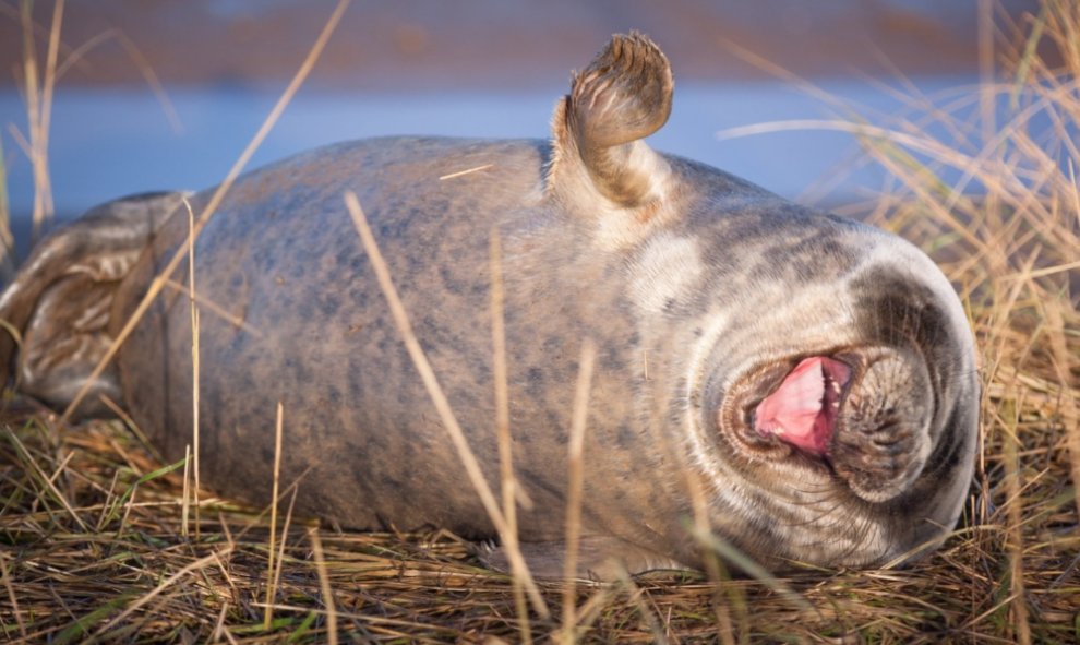 18/09/2019 - Foca en ataque de risa. / The Comedy Wildlife 2019, Lloyd Durham