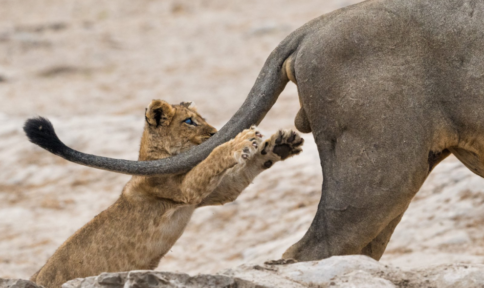 18/09/2019 - Ten cuidado dónde agarras. / The Comedy Wildlife 2019, Elmar Weiss