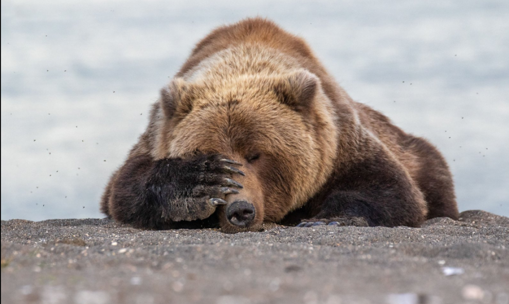 18/09/2019 - Vergüenza ajena. / The Comedy Wildlife 2019, Eric Fisher