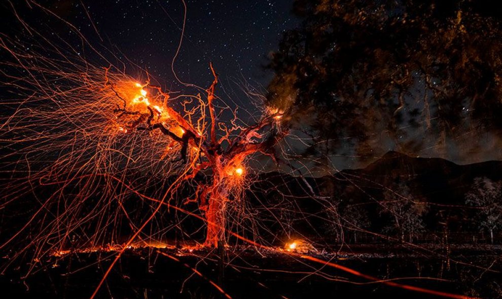 Lluvia de brasas de un árbol devastado durante los incendios forestales que asolaron California el pasado octubre. Philip Pacheco / AFP / Getty