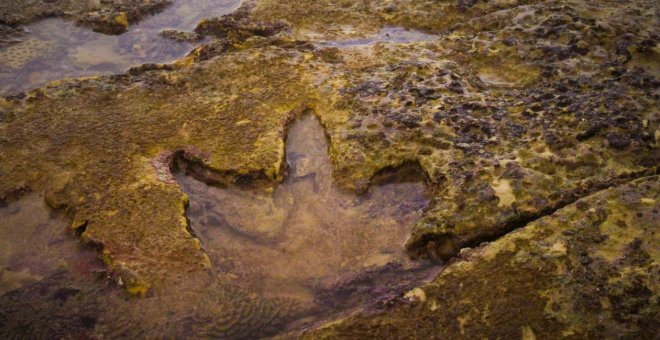 Huella de Megalosauropus broomensis, en primer plano./UNIVERSITY OF QUEENSLAND