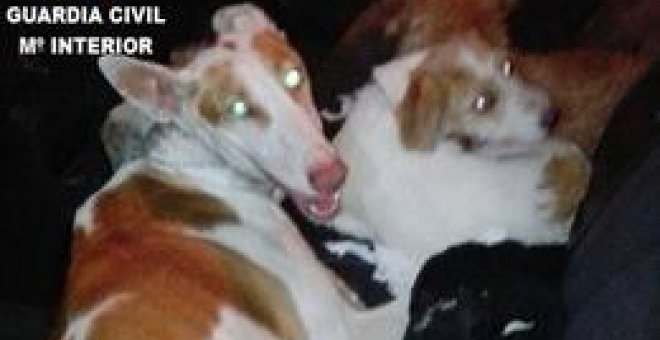 Fotografía de los perros robados y maltratados en Torrente, un pueblo de Valencia / Guardia Civil