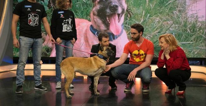 La perra Vespa acudió al programa 'El Hormiguero'. | A3