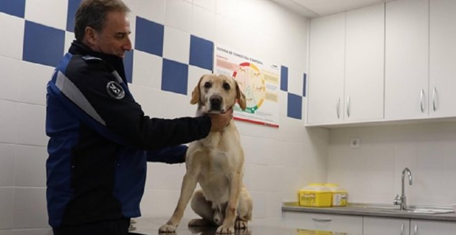 Un agente sujeta a uno de los perros policía de la Policía Municipal de Madrid. AYUNTAMIENTO DE MADRID