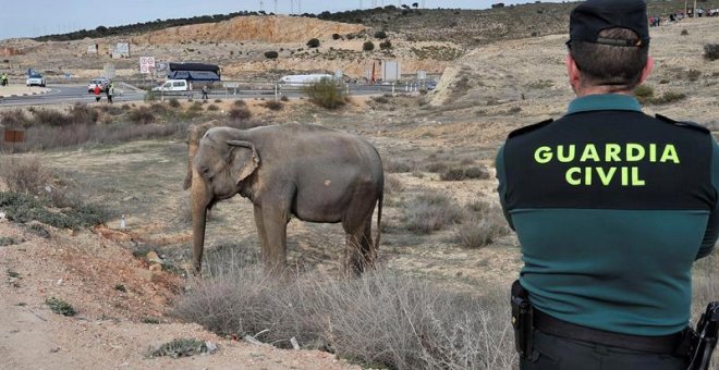 Un guardia civil observa a uno de los elefantes que resultó herido tras volcar el camión en el que viajaba. | MANU (EFE)