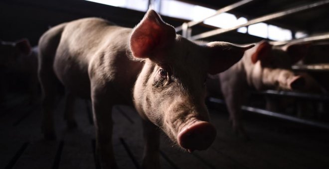 Un cerdo en una granja industrial. AFP