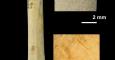 Imagen facilitada por el Instituto Catalán de Paleoecología Humana y Evolución Social que muestra un fragmento de radio de perro con marcas de corte realizadas por homínidos en la Cueva del Mirador en Atapuerca. EFE