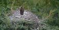 Uno de los buitres negros del nido situado en la sierra de Guadarrama. / SEO/BirdLife