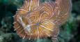 El pez Histiophryne psychedelica, hallado en 2009 en aguas de Indonesia. / David Hall