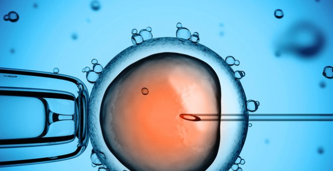 Ovúlo humano durante el proceso de fecundación 'in vitro'. / Fotolia