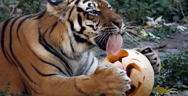 Un tigre se come una calabaza durante las celebraciones de Halloween en un zoológico de Kiev. REUTERS/Valentyn Ogirenko