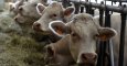 Vacas en un criadero cerca de Roanne, en Francia. AFP