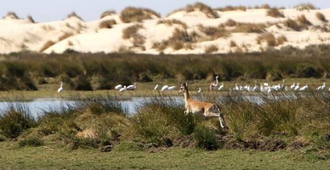 Bruselas no da más tiempo a España para explicar las medidas de cómo evitar los daños en Doñana. EFE