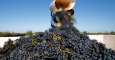 Un hombre recoge la cosecha de uvas en un viñedo de Soltvadkert/REUTERS