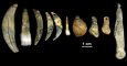 Algunos de los ornamentos corporales hechos con dientes, marfil y conchas descubiertos en la cueva de Renne, en Francia. MARIAN VANHAEREN