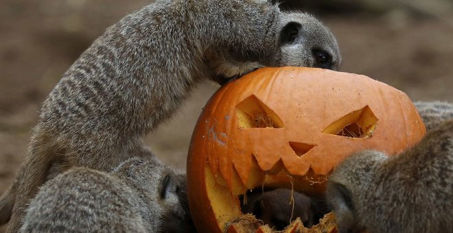 Calabaza decorada para Halloween en Chester Zoo, Reino Unido. REUTERS