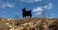 Uno de los siete toros de Osborne de la provincia de Alicante. WIKIPEDIA