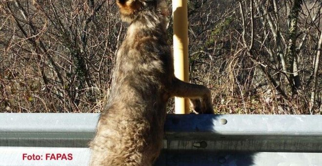 El lobo apareció colgado en una señal de Teverga en Asturias. FAPAS