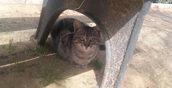 Uno de los gatos silvestres de Cabra.