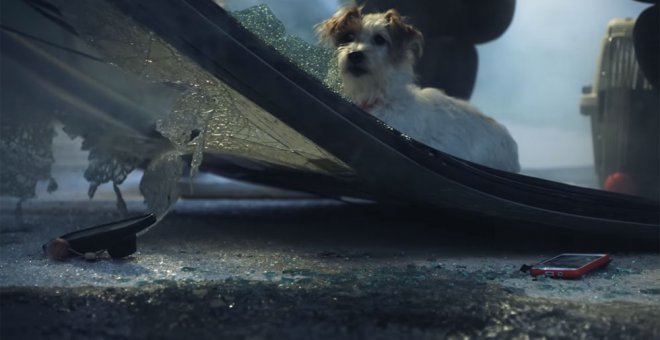 Un perro en un accidente de tráfico, dentro de la campaña para pedir la reforma del Código Civil.