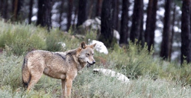 El lobo regresa al desierto de Los Monegros. EFE