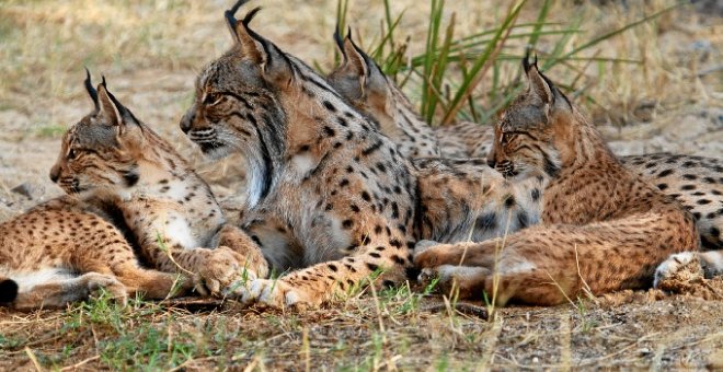 La lince recuperada se encuentra en buen estado, aunque se seguirá su evolución durante los próximos días.