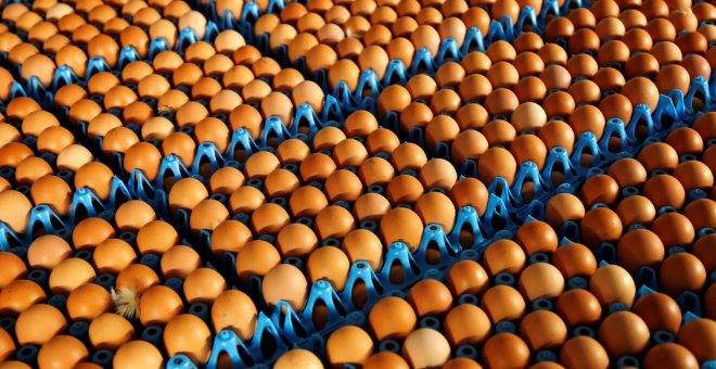 Huevos listos para ser vendido en una granja de Wortel, Bégica. REUTERS/Francois Lenoir