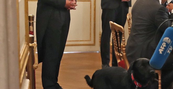 Nemo, el cruce de labrador del presidente galo, Emmanuel Macron, en la la primera reunión del consejo de ministros francés tras el parón vacacional, en el Palacio del Elíseo. EFE/Christian Hartmann