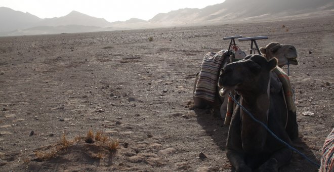 Camellos aguardan la llegada de turistas en la puerta del desierto del Sahara