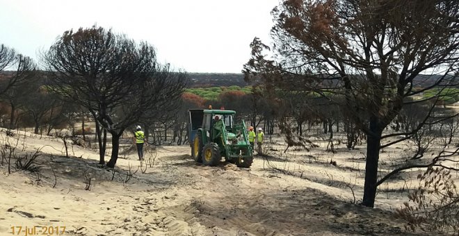 Un tractor en labores de recuperación de una zona quemada de Doñana.