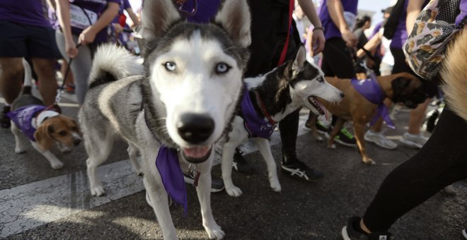 Salida del Perrotón Madrid 2017, la 6º carrera solidaria que tiene como objetivo promover y fomentar la adopción y tenencia responsable de animales de compañía. EFE/Fernando Alvarado