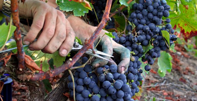 Trabajo expedienta a campesinos gallegos por ayudar a su familia en la recolecta de uvas y patatas.