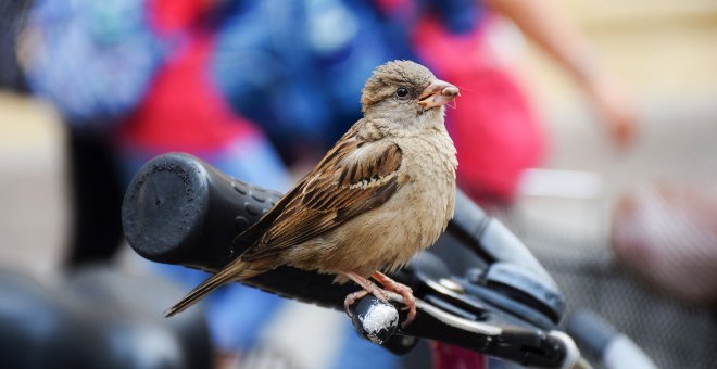 Un gorrión sobre el manillar de una bicicleta. EFE