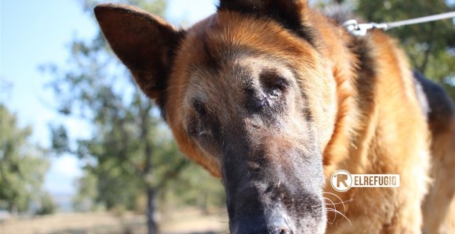 Imagen de la protectora 'El Refugio' del perro rescatado.