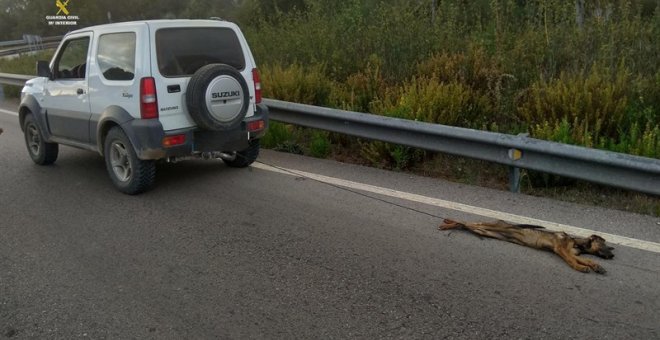 El cachorro de pastor alemán fue arrastrado durante varios kilómetros atado por las patas traseras. | EP