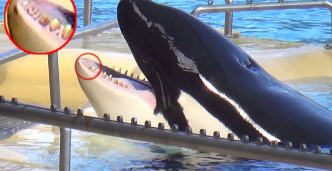 Foto difundidas por PETA de las orcas del Loro Parque de Tenerife