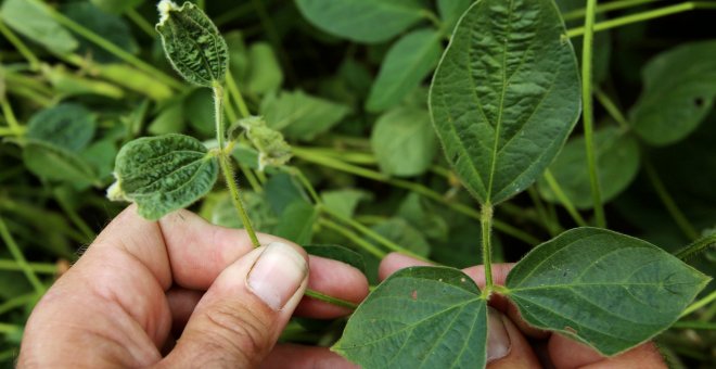 Cosecha de soja dañada por el pesticida de Monsatnto Dicamba. /REUTERS