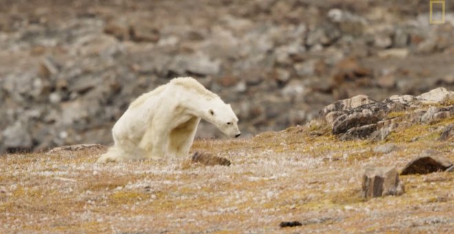 Imágenes grabadas por el fotógrafo de National Geographic Paul Nicklen