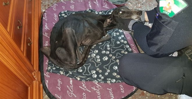 El galgo maltratado en Jaén es atendido por un policía local. / AYUNTAMIENTO DE JAÉN