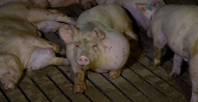 Uno de los cerdos aparecidos en el programa de Salvados el pasado domingo en la granja provedora de El Pozo. IGUALDAD ANIMAL