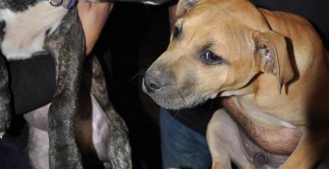 Dos perros, tras ser rescatados. POLICÍA NACIONAL