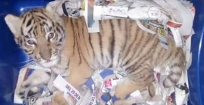Hallan un cachorro de tigre sedado y deshidratado en una caja de envío urgente en correos. Facebook/Policía Federal