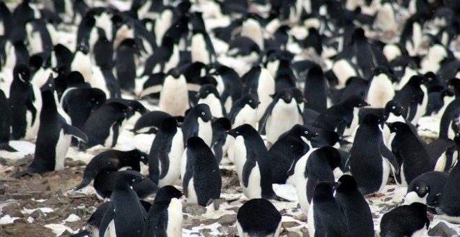 Los investigadores hallaron 751.527 parejas de pingüinos Adelia, un número mayor que el del resto de toda la península antártica. / Louisiana State University