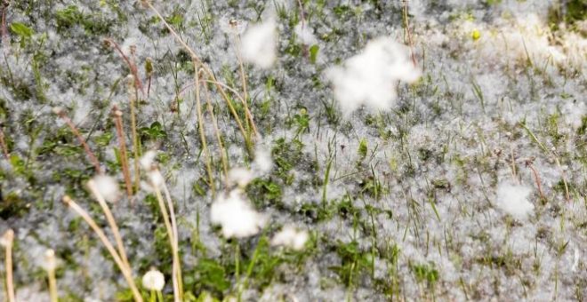 Primeros pronósticos de cara a la primavera.- EFE