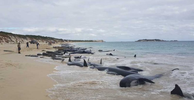Una parte de las ballenas varadas en Australia. | REUTERS