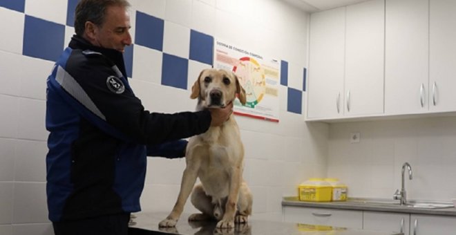 Un agente sujeta a uno de los perros policía de la Policía Municipal de Madrid. AYUNTAMIENTO DE MADRID