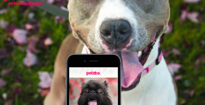 petzbe-app-mascotas