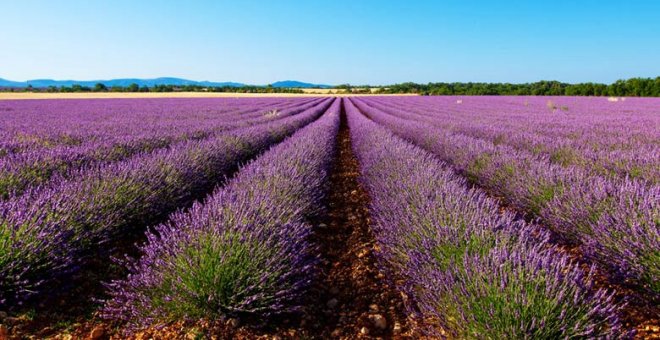 lavanda-provenza