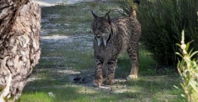 Una hembra de lince ibérico que reside en el Observatorio de Linces del Espacio Natural de Doñana. EFE/Julián Pérez