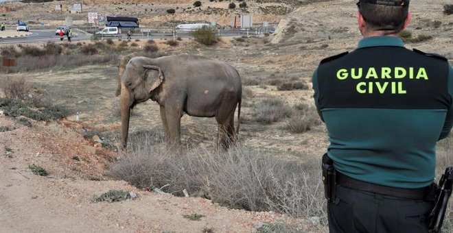 Un guardia civil observa a uno de los elefantes que resultó herido tras volcar el camión en el que viajaba. | MANU (EFE)